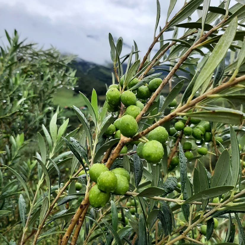 Plantação de azeitona (Foto: DIvulgação)