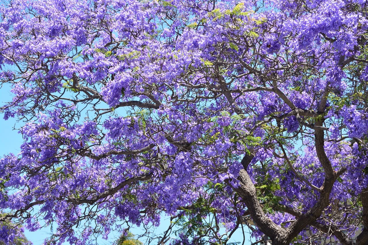 Mudas de Jacarandá serão plantadas no dia 15 - Foto - Pixabay