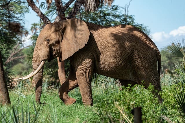 Elefante ataca turistas na África - Foto: Pixabay