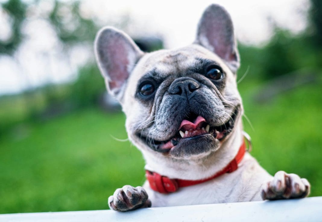 Hero Seguros expande serviço e lança cobertura para Pets e notebooks - Foto: Divulgação / Pixabay Hero Seguros expande serviço e lança cobertura para Pets e notebooks - Foto: Divulgação / Pixabay