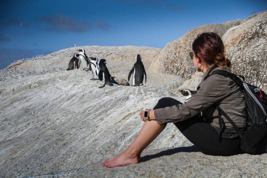 Pinguins africanos na África do Sul (Foto: Pixabay) Ranking lista 20 países 'amigos dos turistas' e deixa Brasil de fora