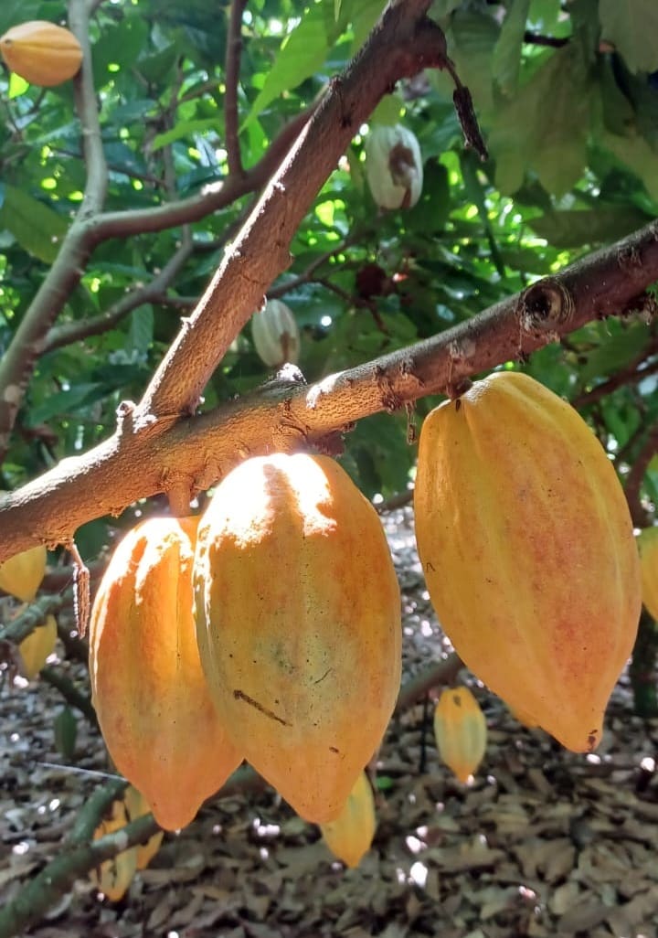 Eco-distância