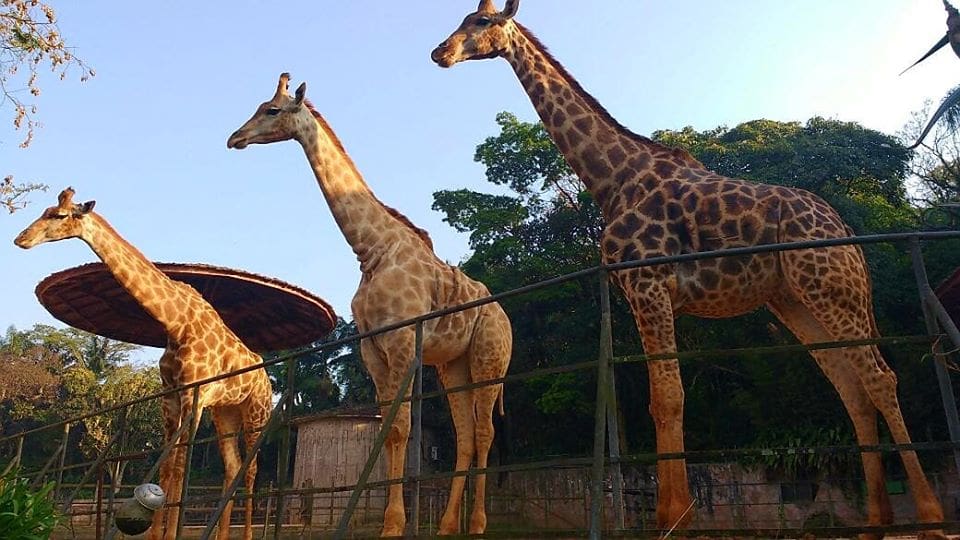 Girafas no Zoológico de São Paulo (Foto: DIvulgação)
