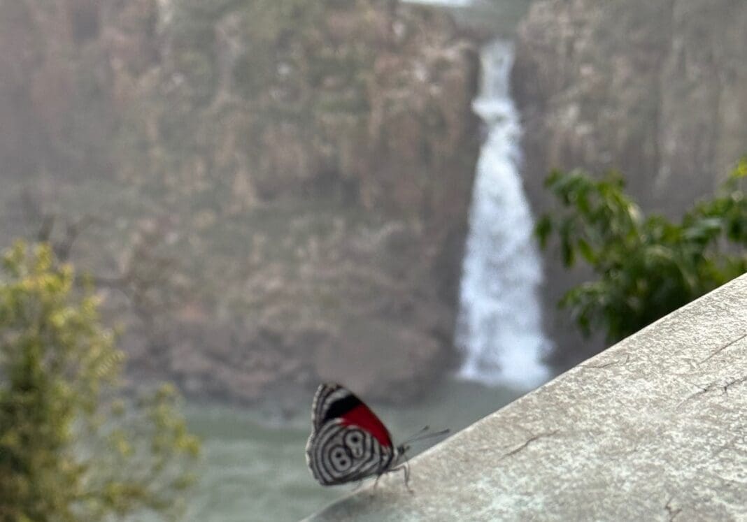 Parque nacional do Iguaçu com rica fauna e flora em meio à mata Atlântica ( foto: Simone Barros)