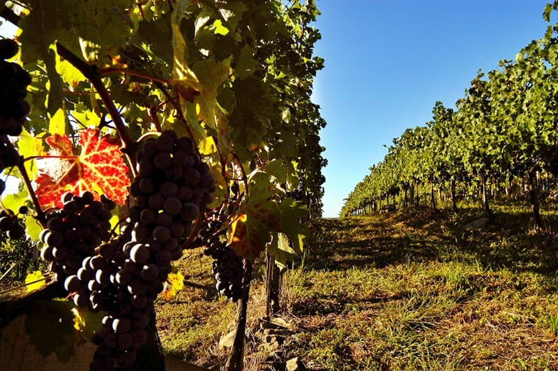 Vale dos Vinhedos