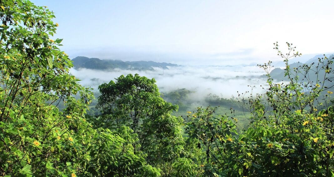 Floresta Amazônica - Foto: Pixabay - Belém