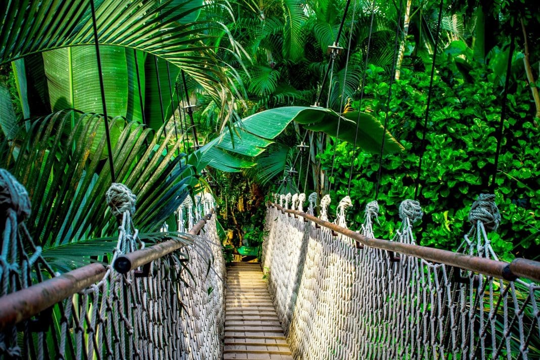 Ministério do Turismo relança edital para contratação de consultoria para promoção do turismo em florestas nacionais - Foto: Pixabay