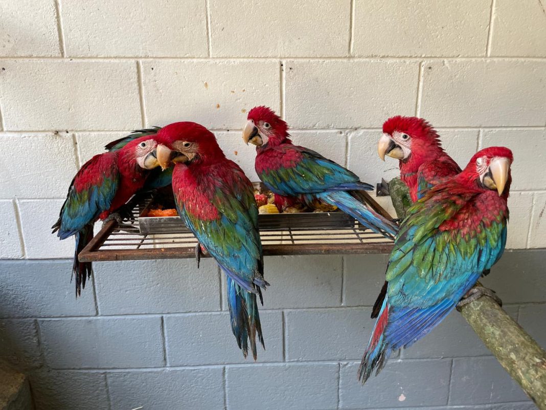 Araras-vermelhas antes de serem encaminhadas para o Parque das Aves - Crédito: Semil LATAM