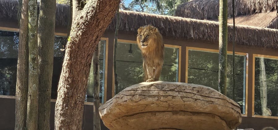 Leao zoo Zoo São Paulo