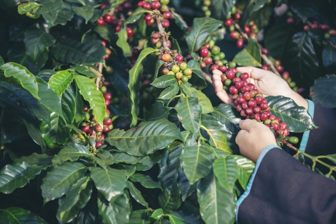 Serra Negra celebra o Dia Internacional do Café com tradição e turismo rural - Foto: Freepik Serra Negra celebra o Dia Internacional do Café com tradição e turismo rural - Foto: Freepik
