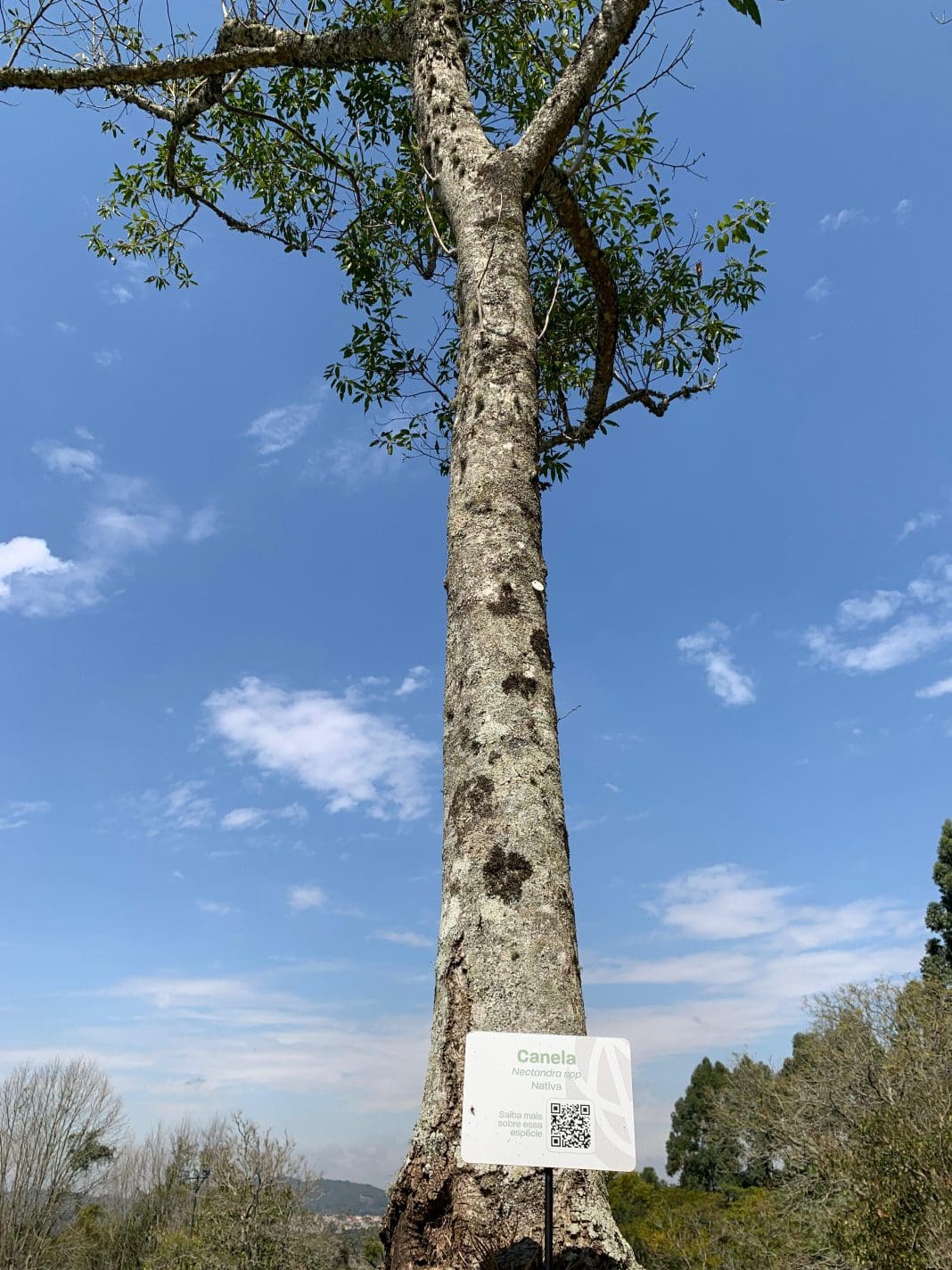 Hóspedes levam para casa um “pedaço da floresta” em ação contínua de preservação ambiental - Crédito: Hotel Villa Rossa