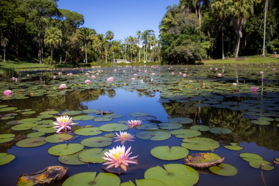 Temporada das ninféias colore o lago do Jardim Botânico de São Paulo e transforma o espaço em um dos cenários mais bonitos do verão. - (crédito: Zoo São Paulo)
