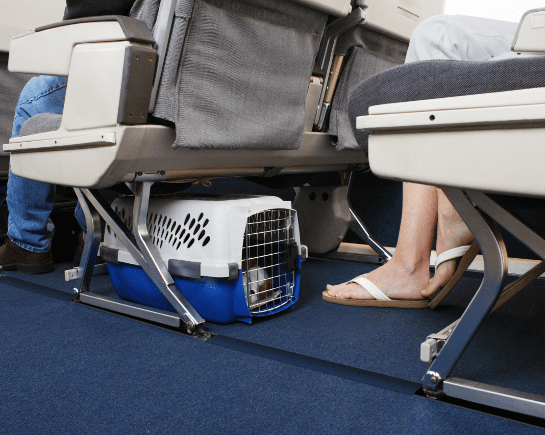 Foto_Pet_Divulgacao (1) Azul transportou mais de 70 mil pets em cabines ao longo de 2025, com Viracopos liderando embarques e desembarques no país - Crédito: divulgação