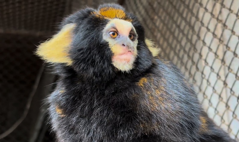 Graças ao Avião Solidário da LATAM, Mila foi transferida para o Zoológico de Sapucaia do Sul (RS) para conservação da espécie - Crédito: Divulgação Sema-RS