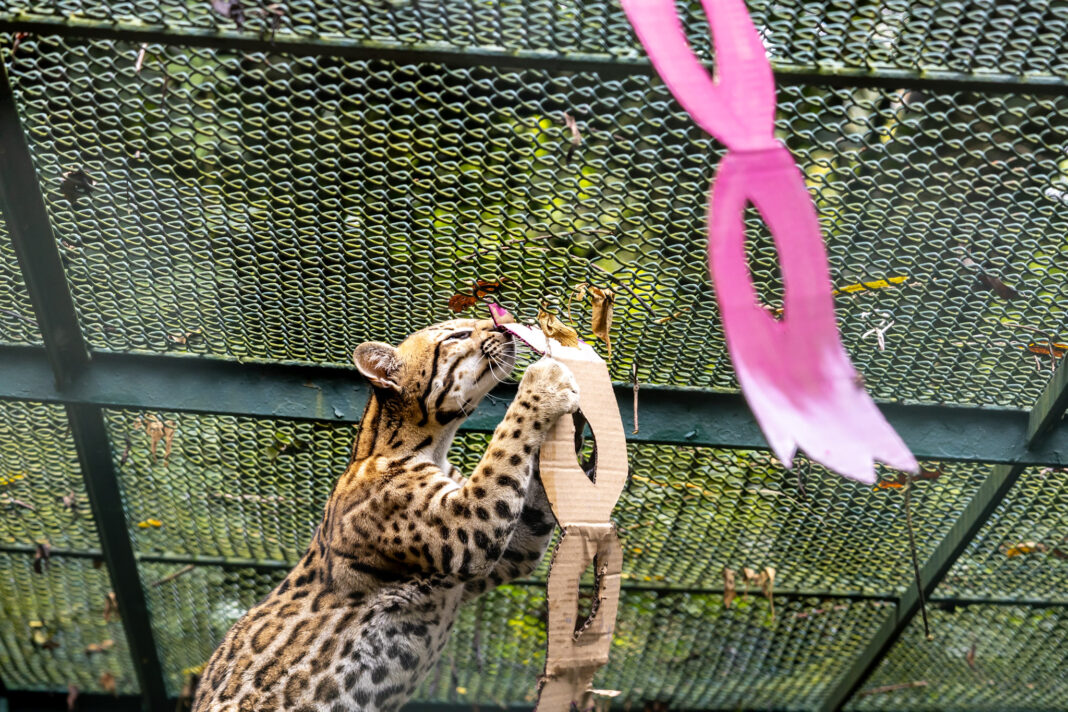 LFA-9672 Animais do Zoológico de São Paulo entram na folia neste carnaval - Crédito: divulgação Zoo de São Paulo