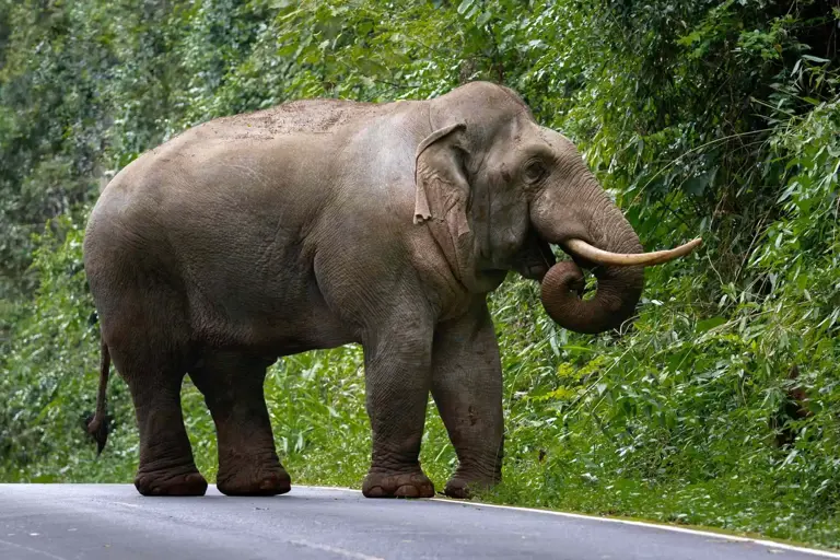 ataque de elefante em Khao Yai