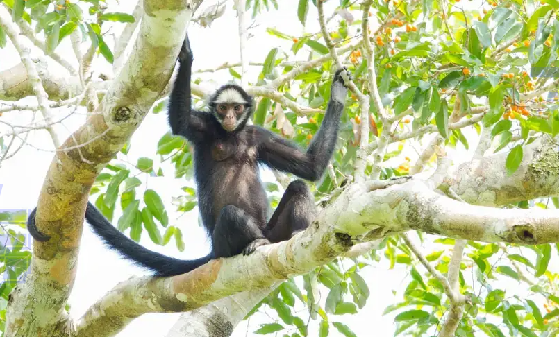 Mato Grosso lança Rota dos Primatas e aposta em turismo de natureza para atrair visitantes - Crédito: Assessoria de Imprensa do Sebrae/MT Mato Grosso lança Rota dos Primatas e aposta em turismo de natureza para atrair visitantes - Crédito: Assessoria de Imprensa do Sebrae/MT